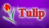 Firma Handlowa "Tulip"