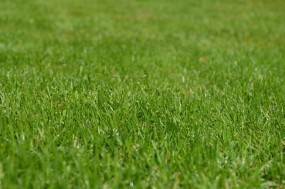 Koszenie i pielęgnacja trawników - Usługi Gospodarczo Porządkowe Kętrzyn