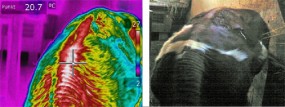 Badania termowizyjne zwierząt - TERMOWID - Pomiary Termowizyjne Bielsko-Biała