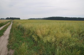 Wycena gruntów rolnych i leśnych - M/Estate - Agencja Nieruchomości Namysłów