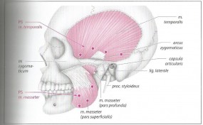 Rehabilitacja stawu skroniowo-żuchwowego - Bogna Listewnik FIZJOLISTEK Gdańsk