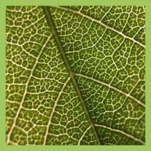 Biologia - Krakowski Instytut Rozwoju Edukacji Kraków