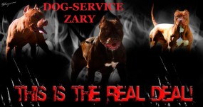 Psy Szkolone - Profesjonalne szkolenie psow Żary