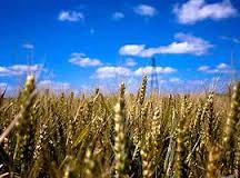 PROMOCJA - ubezpieczenia rolne - Pośrednictwo Ubezpieczeniowe Agata Konior Leżajsk