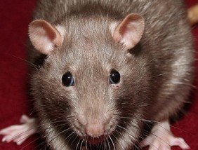 Deratyzacja - zwalczanie myszy, szczurów - ANTY-SZKODNIK Dezynfekcja Deratyzacja Dezynsekcja Mieszkań Zwalczanie Pluskiew, Os. Odpluskwianie. Białysto