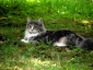 KOTY - ACAT Hodowla Kotów Rasowych Maine Coon Paprotno