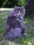 KOTY Paprotno - ACAT Hodowla Kotów Rasowych Maine Coon