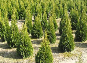 Sprzedaż drzew i krzewów - BAJECZNE OGRODY Wróblowice