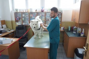 Fryzjer dla psów i kotów - Bafir - Specjalistyczna przychodnia weterynaryjna - Zając Marcin Czeladź