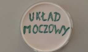 wymaz  z cewki moczowej w kierunku Chlamydia trachomatis - MICROFAM Laboratorium Mikrobiologiczne, badania mikrobiologiczne Wrocław