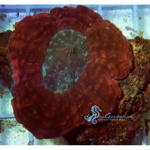 Lobophyllia Hemprichii - SEA GARDEN Mirosław Brylski Bielawa