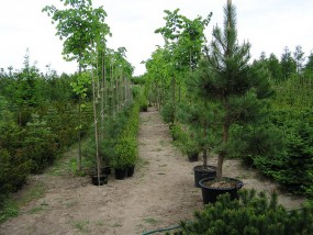 Sprzedaż drzew - GARDENIA Centrum Ogrodnicze Świdnica
