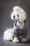 Bluza Grey Lublin - BY LUIGI Luksusowe ubranka dla psów