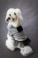 Bluza Girlfriend - BY LUIGI Luksusowe ubranka dla psów Lublin