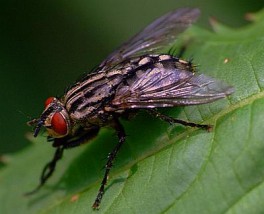 Zwalczanie much - Insektpol Fumigacja Dezynfekcja Dezynsekcja Deratyzacja Ozonowanie Mrągowo