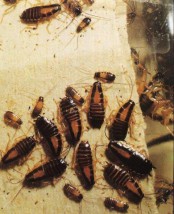 Zwalczanie karaluchów - ECO-CLEAN Mrągowo