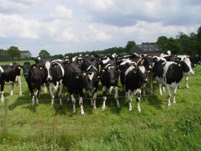 HODOWLA - AGRO-HANDEL Jacek Zbroszczyk Wilczkowice