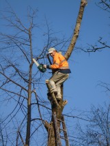 Wycinka,przycinanie drzew - F.H.U.  FOR-DACH  Paweł Węglarz Gorlice