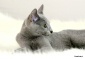 Repryza - Kot rosyjski niebieski Zielona Góra - Hodowla Kotów Rosyjskich Niebieskich Grota Kota