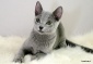 Repryza - Kot rosyjski niebieski koty rosyjskie niebieskie - Zielona Góra Hodowla Kotów Rosyjskich Niebieskich Grota Kota