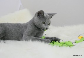 Kociaki z Miotu S - Hodowla Kotów Rosyjskich Niebieskich Grota Kota Zielona Góra