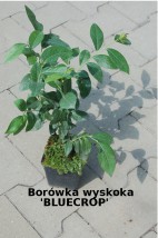 Borówka wysoka / Vaccinium Corymbosum - Krzysiak Andrzej - Gospodarstwo szkółkarskie Spiczyn