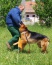 Siemianowice Śląskie SCHOOL4DOGS Personalny Trener Psów - szkolenie psów