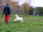 szkolenie psów tresura i szkolenie psów - Siemianowice Śląskie SCHOOL4DOGS Personalny Trener Psów