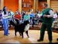 SCHOOL4DOGS Personalny Trener Psów Siemianowice Śląskie - szkolenie psów