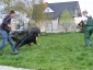 SCHOOL4DOGS Personalny Trener Psów - szkolenie psów Siemianowice Śląskie
