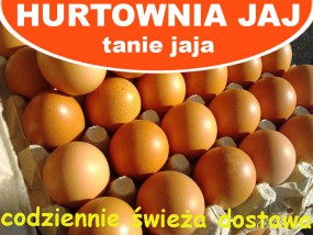 Jaja kurze - Hurtownia Jaj Poznań