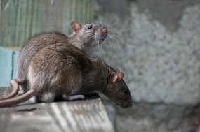 Zwalczanie gryzoni - Dezynfekcja Dezynsekcja Deratyzacja  DE-RAT  Łukasz Pieńkowski Łomża