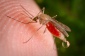 Likwidacja komarów i meszek. Łomża - Dezynfekcja Dezynsekcja Deratyzacja  DE-RAT  Łukasz Pieńkowski