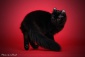 hodowla koty american curl - Radziejów Psotny Chochlik