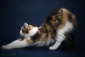 koty american curl Radziejów - Psotny Chochlik