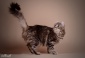 koty american curl hodowla - Radziejów Psotny Chochlik