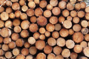 Wycinka drzew kolidujących - TREELESIA Dagmara Spyra Tychy