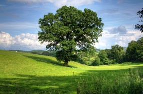 Inwentaryzacja drzew - TREELESIA Dagmara Spyra Tychy
