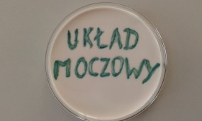 układ moczowy - MICROFAM Laboratorium Mikrobiologiczne, badania mikrobiologiczne Wrocław