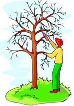 Formowanie drzew i krzewów ozdobnych - AQUAGARDEN - Ogrody Wodne Ręczno