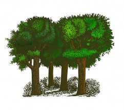 Wyceny opłat za wycinki drzew - BELIM Jeziórko