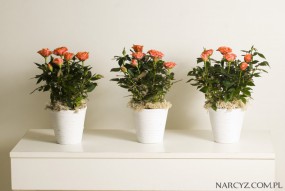Kompozycje kwiatowe do biur i hoteli - Narcyz Pracownia Florystyczna Gdynia