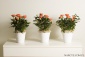 Kompozycje kwiatowe do biur i hoteli - Narcyz Pracownia Florystyczna Gdynia