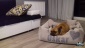 Akcesoria dla zwierząt Legowiska dla psów z imieniem - Gliwice Beds4Dogs – legowiska dla psów