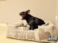 Legowiska dla psów Akcesoria dla zwierząt - Gliwice Beds4Dogs – legowiska dla psów