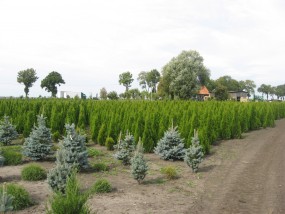 Sprzedaż drzew i krzewów ozdobnych - Mazurska Szkółka Roślin Ozdobnych Saduny