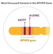 MTHFR - Genotyp Studio Warszawa