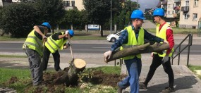 Przycinanie drzew i krzewów - Przedsiębiorstwo Usług Portowych REZERWA Sp. z o.o. Gdańsk