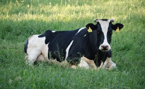 Pasze dla bydła - Wytwórnia Pasz i Koncentratów AGRO-KOCIĘBA Czarnocin