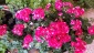 Kwiaty Kwiaty ogrodowe - Zabrze Kwiaciarnia  - Kwiaty u Ewy